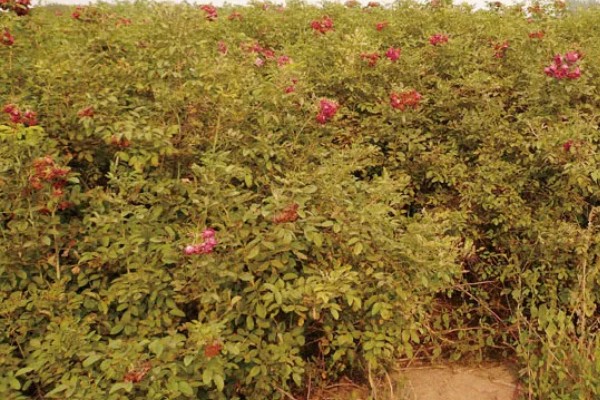 四季玫瑰的养殖方法，选用微酸性的沙质土壤种植