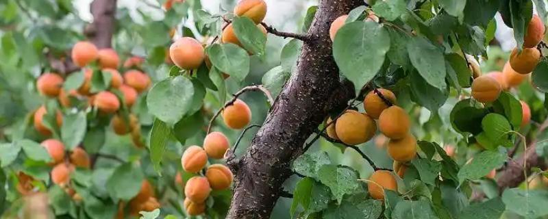种植杏树的要点，每年施肥4次左右