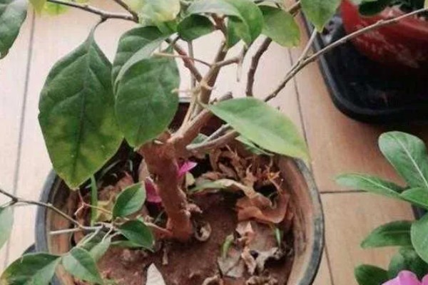 三角梅11月份落叶是否正常，降温后植株开始休眠就会落叶