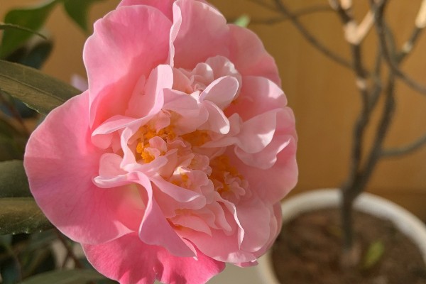 香妃茶花的寓意是什么，寓意招财、激情等