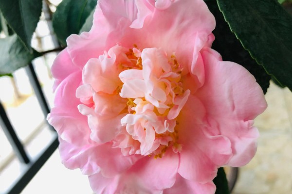 香妃茶花的寓意是什么，寓意招财、激情等