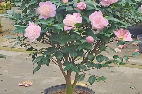 香妃茶花的寓意是什么，寓意招财、激情等