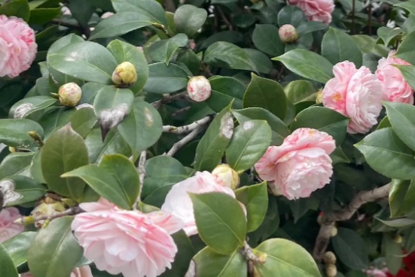 香妃茶花的寓意是什么，寓意招财、激情等