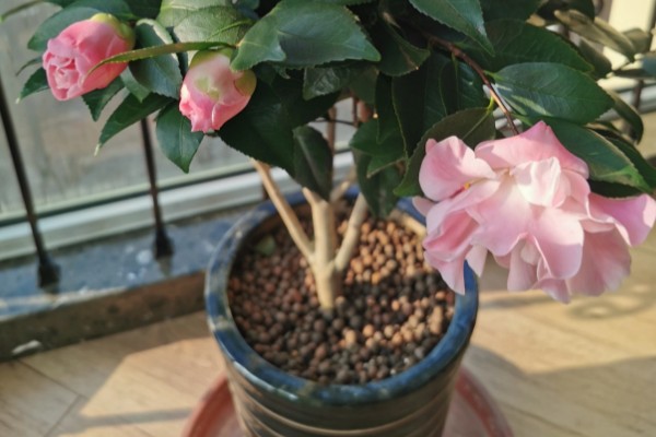 香妃茶花的寓意是什么，寓意招财、激情等