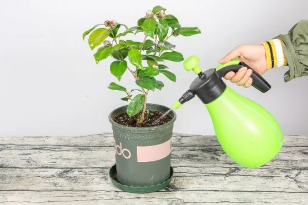 香妃茶花的寓意是什么，寓意招财、激情等