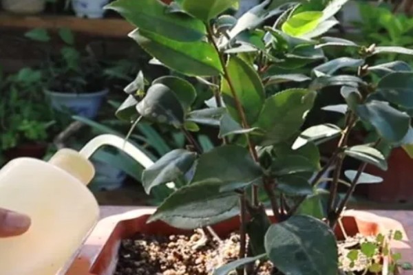 香妃茶花的寓意是什么，寓意招财、激情等