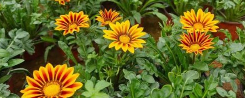 勋章叶子蔫了怎么处理，需要增加浇水