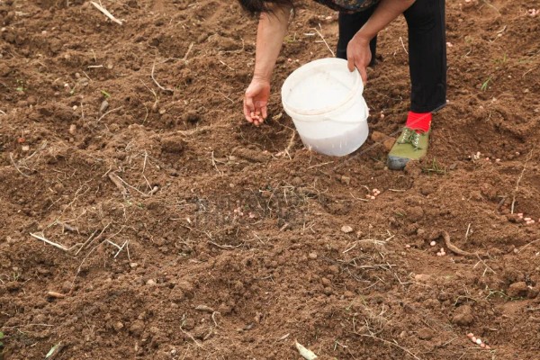 紫花苜蓿的种植时间，春播在3月底4月初进行