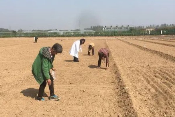 紫花苜蓿的种植时间，春播在3月底4月初进行