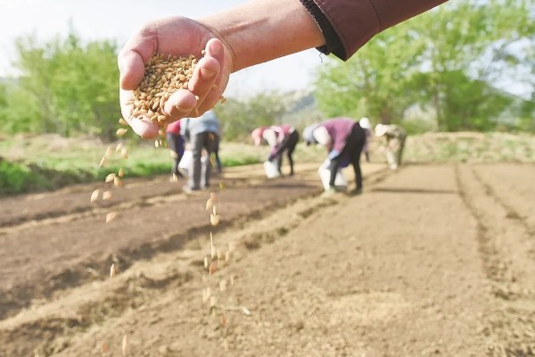 紫花苜蓿的种植时间，春播在3月底4月初进行