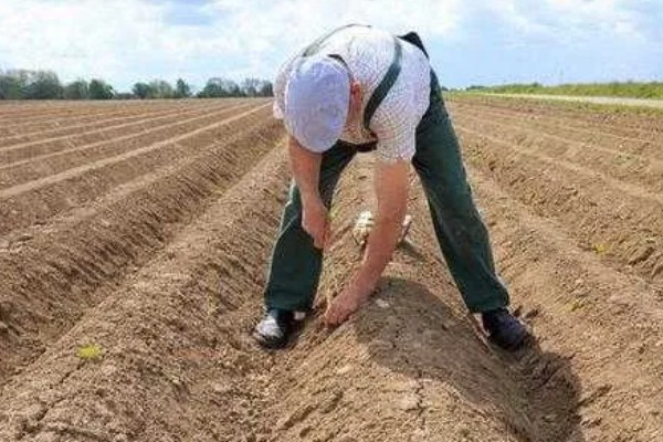 紫花苜蓿的种植时间，春播在3月底4月初进行
