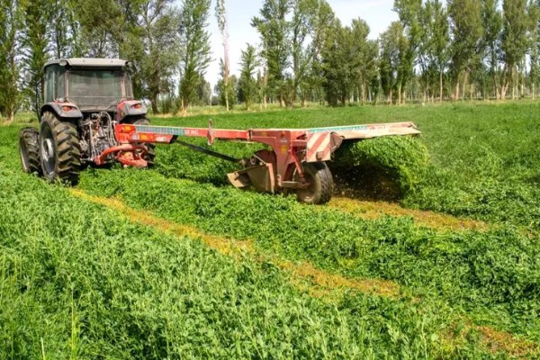 紫花苜蓿的种植时间，春播在3月底4月初进行