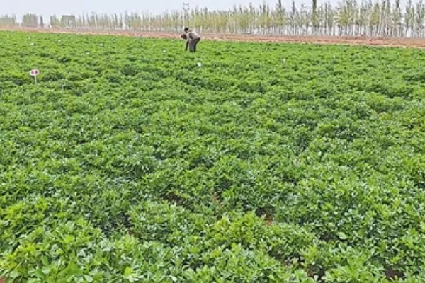 紫花苜蓿的种植时间，春播在3月底4月初进行