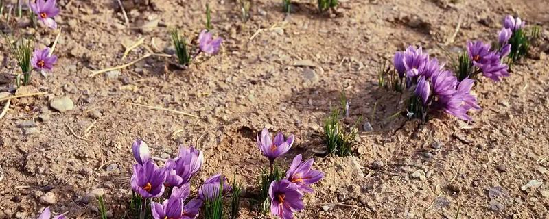 藏红花与红花有什么区别，前者属于鸢尾科、后者属于菊科