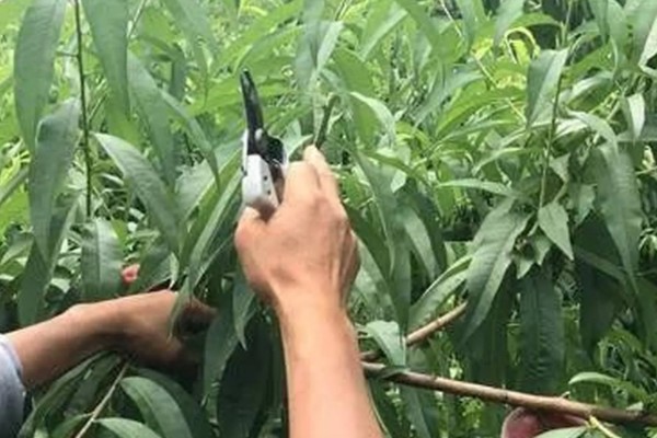 桃树结果后如何修剪，树枝角度偏小需拉枝摘心