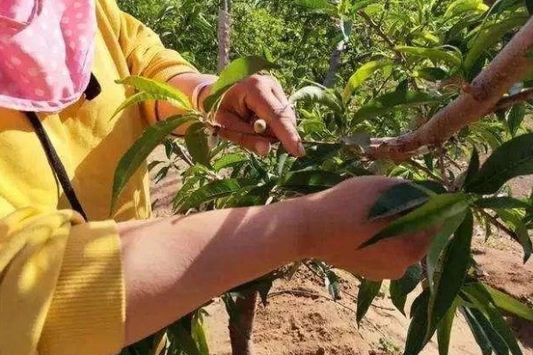 桃树结果后如何修剪，树枝角度偏小需拉枝摘心