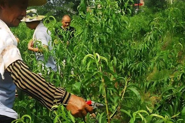 桃树结果后如何修剪，树枝角度偏小需拉枝摘心