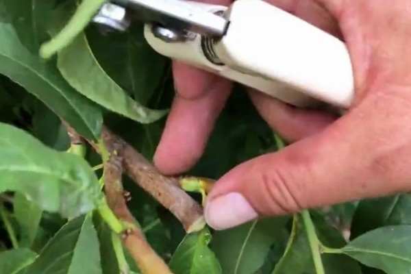 桃树结果后如何修剪，树枝角度偏小需拉枝摘心