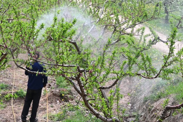桃树结果后如何修剪，树枝角度偏小需拉枝摘心