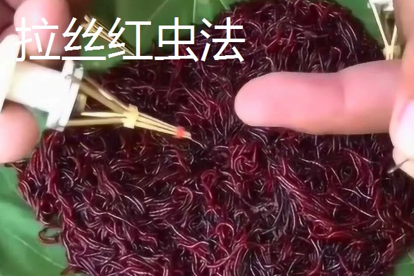 红虫的挂钩方法,有以下5种常用方式