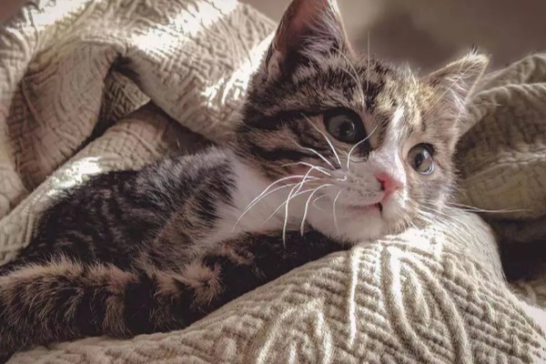 猫咪经常感冒怎么办，保暖为重中之重