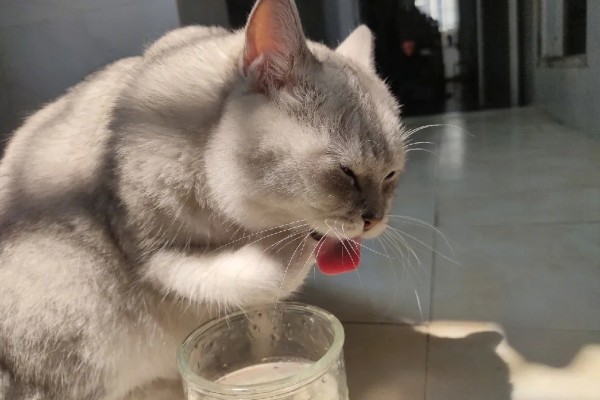 猫咪经常感冒怎么办，保暖为重中之重