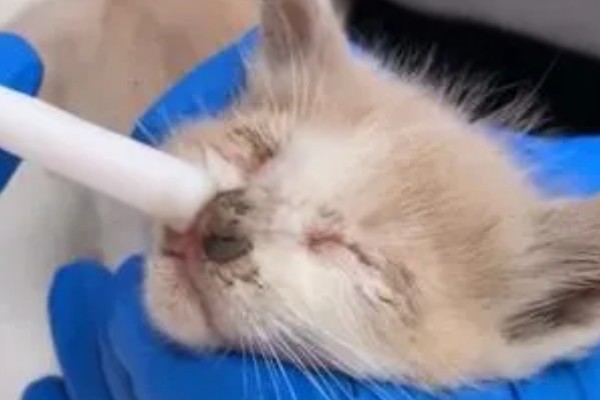 猫咪经常感冒怎么办，保暖为重中之重