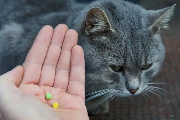 猫咪经常感冒怎么办，保暖为重中之重