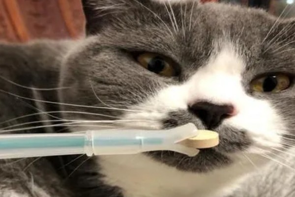 猫咪经常感冒怎么办，保暖为重中之重