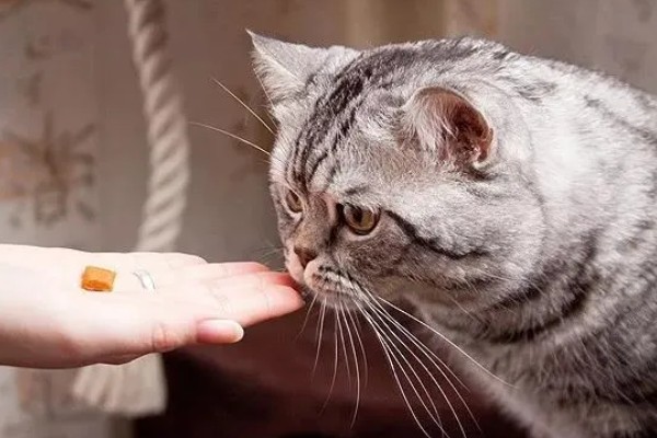 猫咪经常感冒怎么办，保暖为重中之重