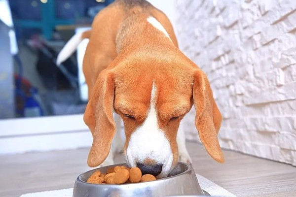 狗能吃柿子吗，不建议吃柿子