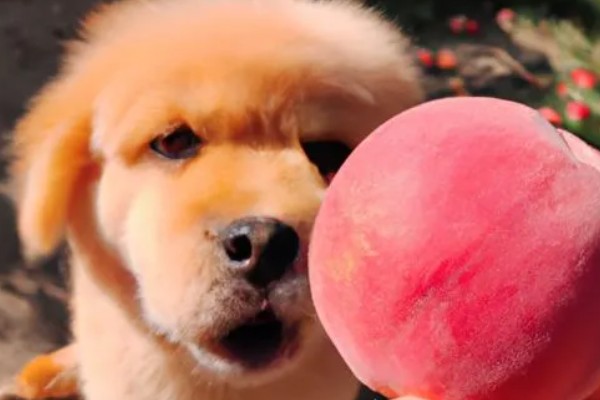 狗能吃柿子吗，不建议吃柿子