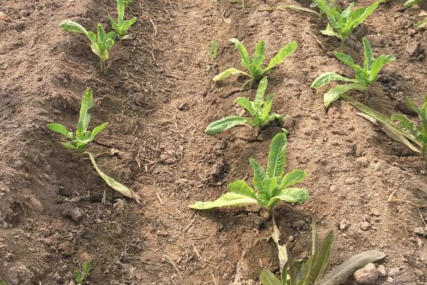 春莴笋的栽培方法,第一次追肥在定植后20天进行