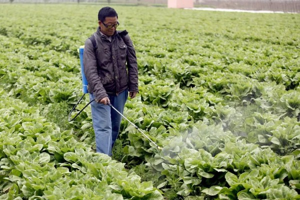 春莴笋的栽培方法,第一次追肥在定植后20天进行