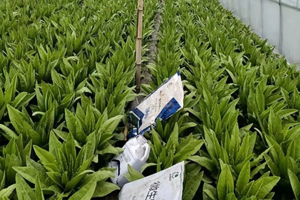 春莴笋的栽培方法,第一次追肥在定植后20天进行