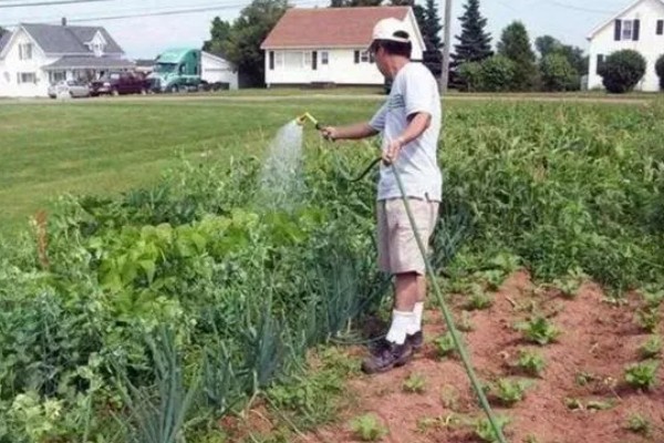 春莴笋的栽培方法,第一次追肥在定植后20天进行