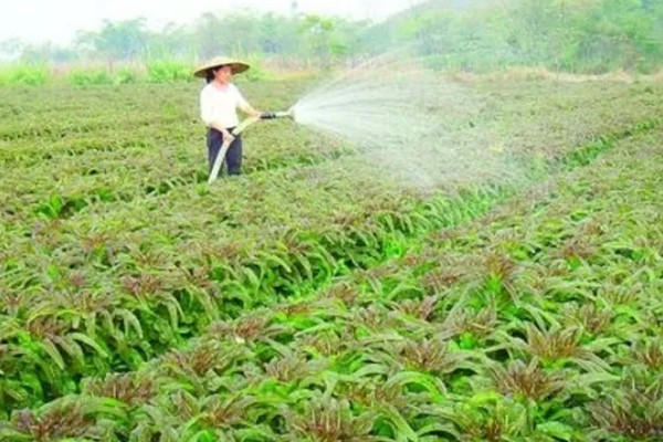 春莴笋的栽培方法,第一次追肥在定植后20天进行