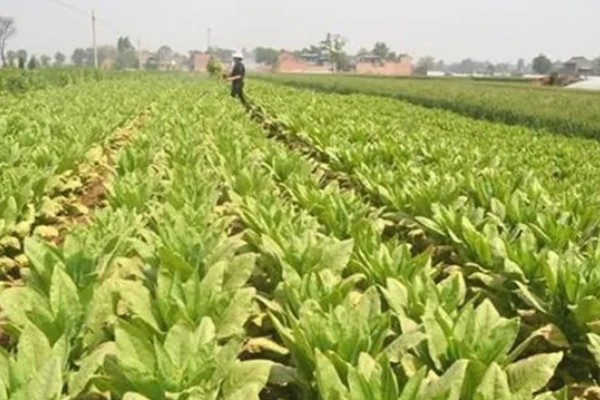 春莴笋的栽培方法,第一次追肥在定植后20天进行