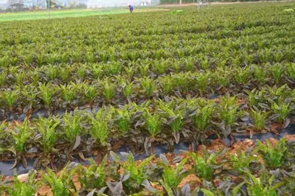 春莴笋的栽培方法,第一次追肥在定植后20天进行