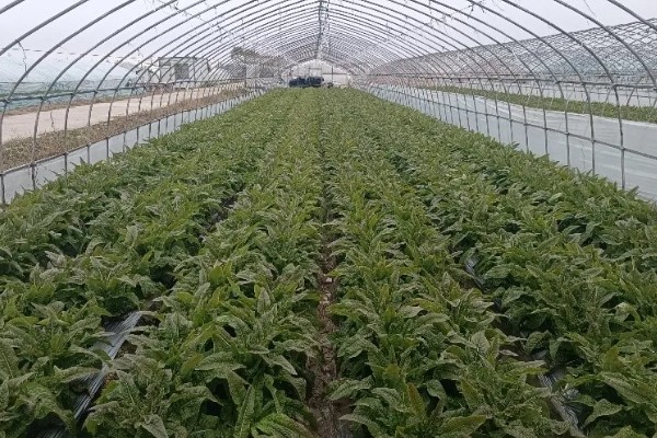 春莴笋的栽培方法,第一次追肥在定植后20天进行