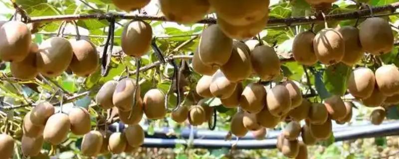 猕猴桃施肥技巧，早春追施催芽肥