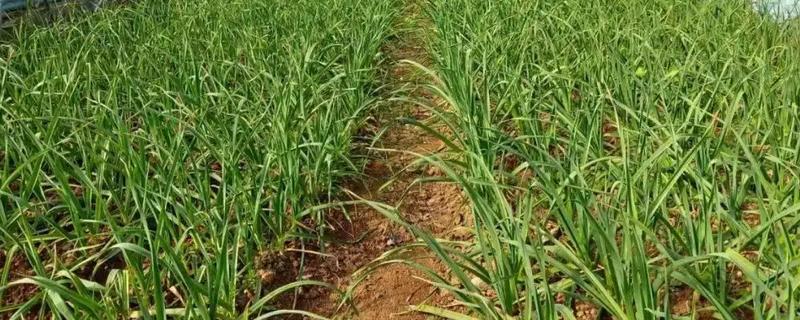 秋播大蒜种植技术，株距保持在10厘米左右