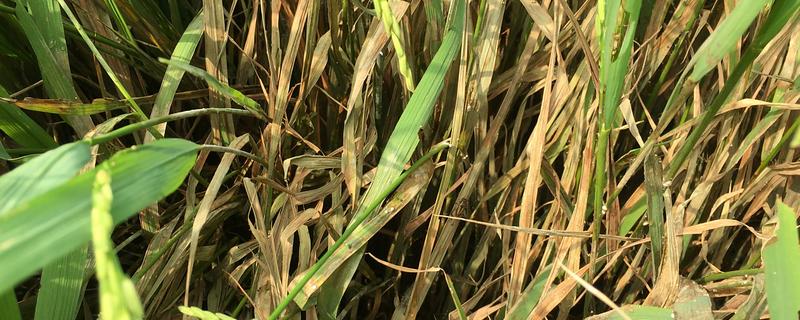水稻病虫害的防治方法，发生纹枯病可喷施稻曲纹枯灵等药物