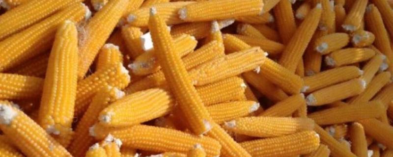 爆裂玉米的高产栽培技术，以4月中旬及5月中旬播种为宜