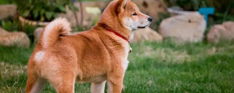 柴犬感冒后会表现的症状，会频繁的打喷嚏