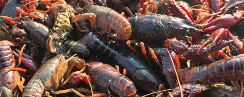 清水养几天小龙虾会死吗，存活4-5天基本上没有问题