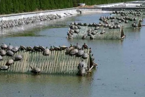 甲鱼一晚上没水会不会死,不会死亡