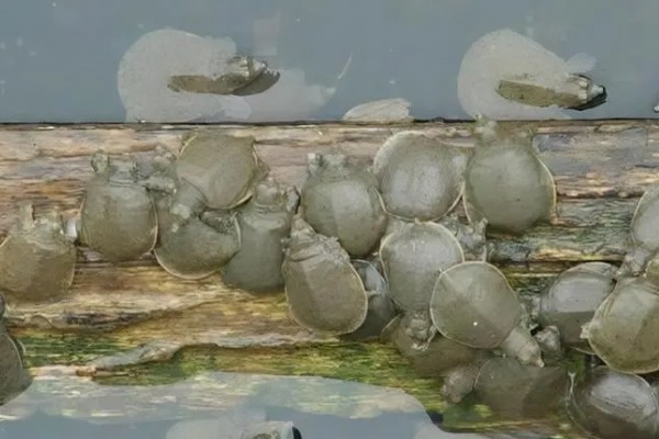 甲鱼一晚上没水会不会死,不会死亡