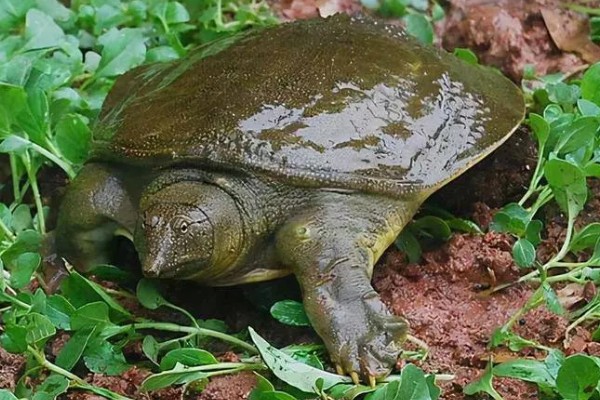 甲鱼一晚上没水会不会死,不会死亡