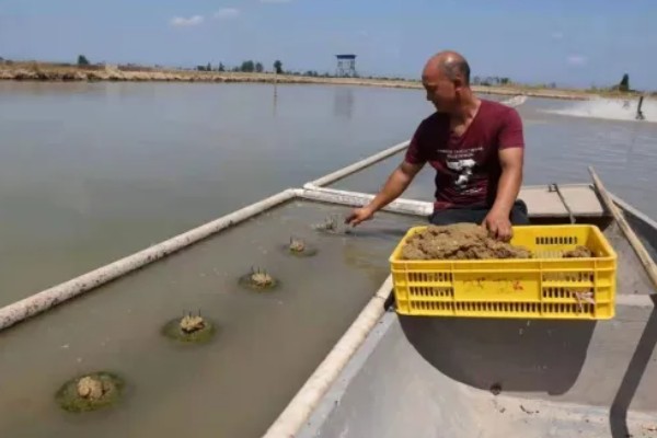 甲鱼一晚上没水会不会死,不会死亡